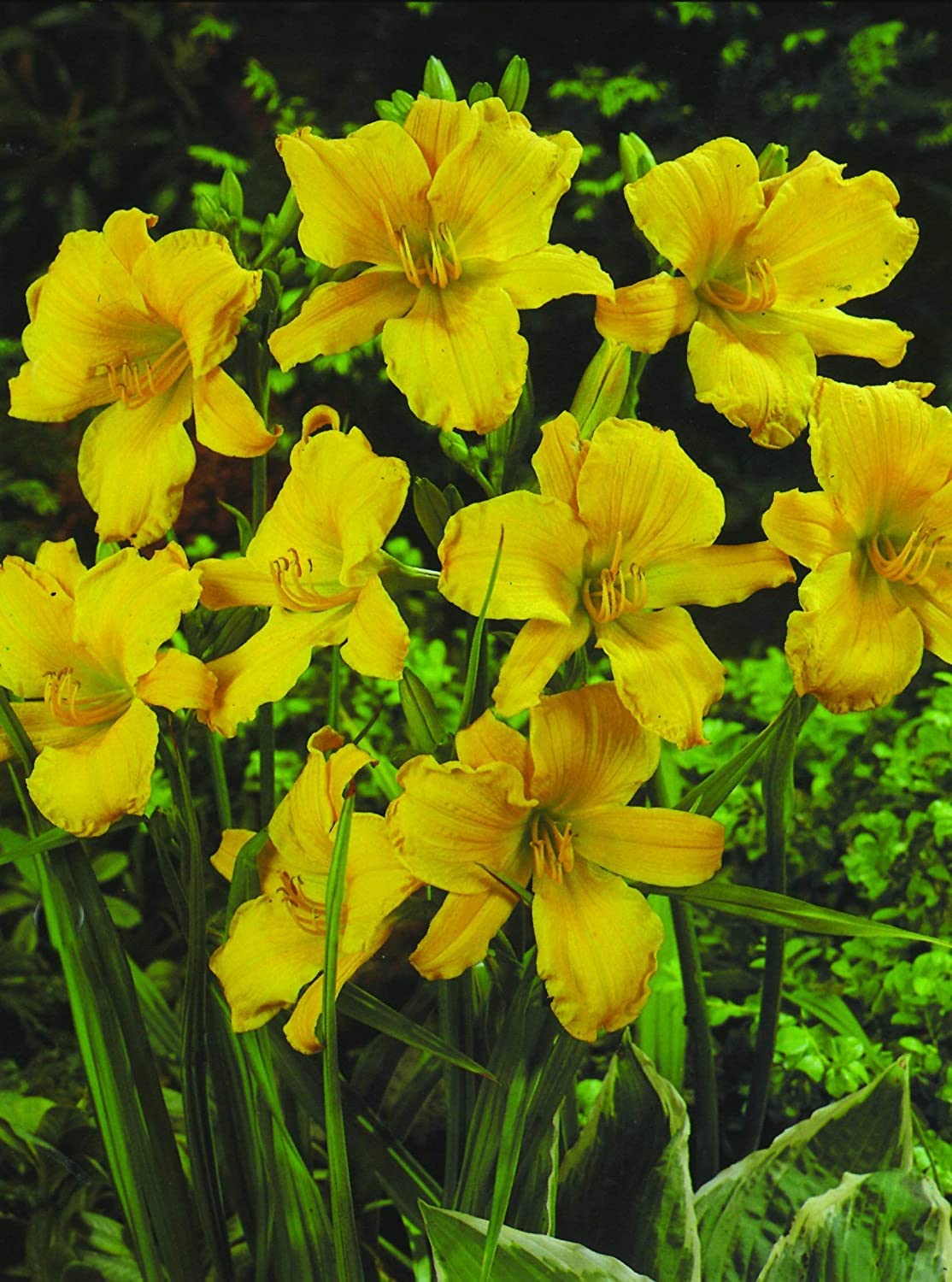 Yellow Daylily Roots for Planting - Grow Beautiful Perennial Daylilys