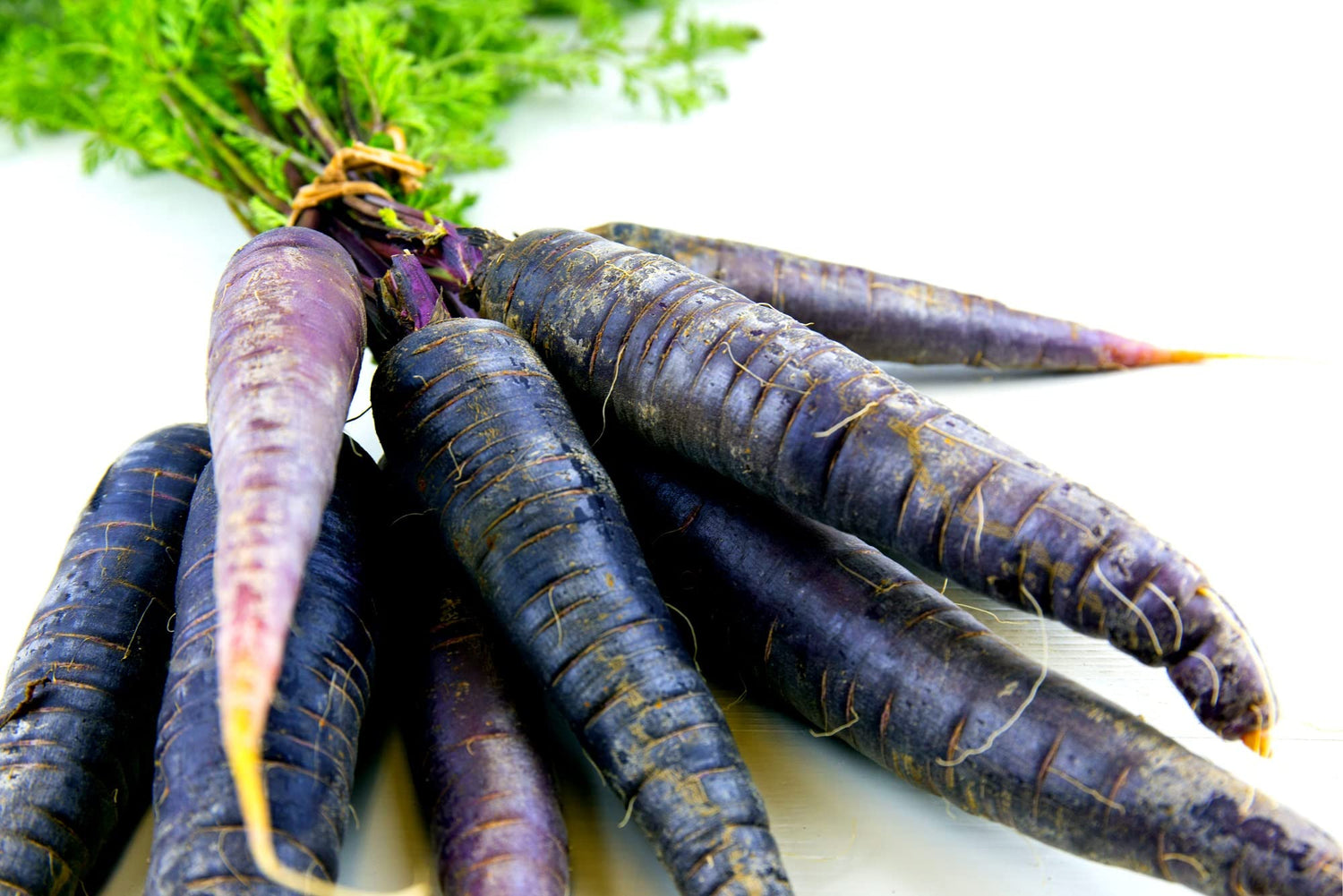 500+ Exotic Black Nebula Carrot Seeds to Grow - Daucus carota - Colorful Edible Vegetables. Made in USA