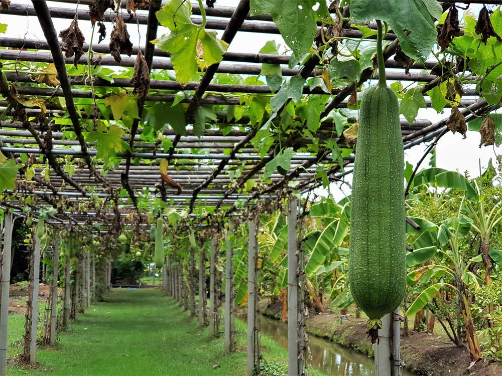 Luffa Gourd Seeds - 20 Seeds - Luffa Spounge Gourd, Exotic Vegetable, Easy to Grow