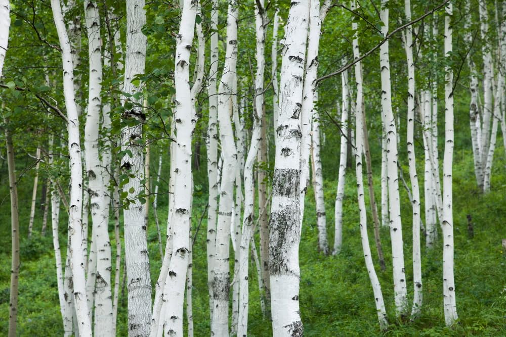 Paper Birch Seedlings for Planting - Betula papyrifera - Stunning White Bark (3 Seedlings)