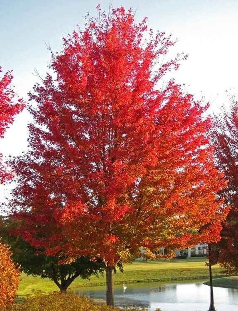 Silver Maple Tree Seedlings - Live Plants (2 Trees) - No Ship to California