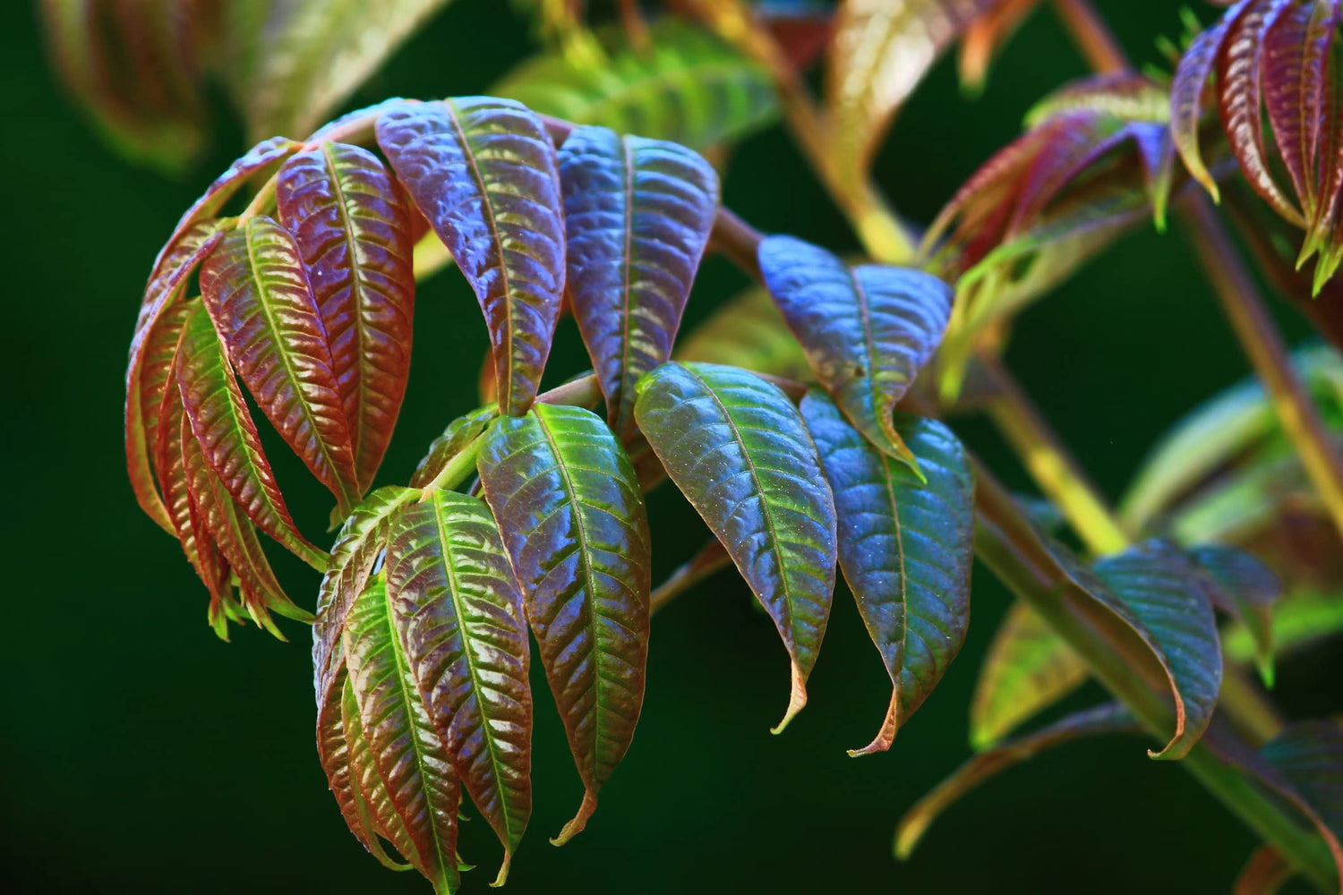 Chinese Toon Tree Seeds for Planting (30 Seeds) - Rare Pink Leafs - Chinese Mahogany, Toona sinensis