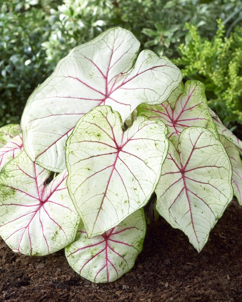 10 White Queen Caladium Bulbs for Planting - Perennial Hosta, Elephant Ears, Fancy (10 Bulbs)