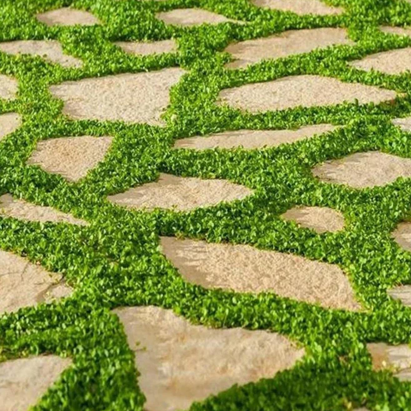 Dichondra Repens Grass Seeds to Grow -Carpet Vine Seeds - Ground Cover Plant