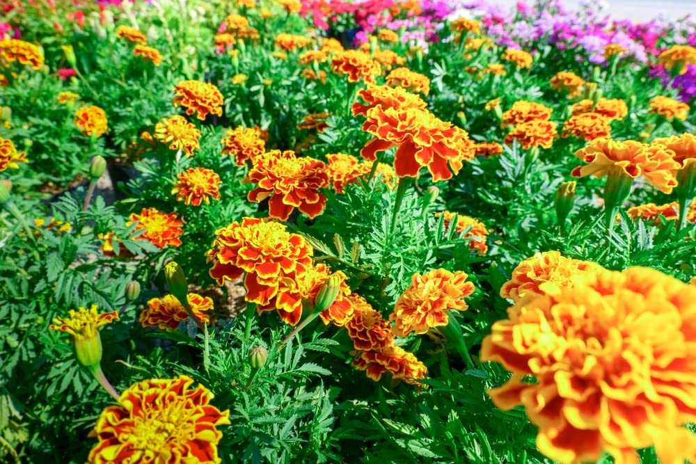 Sparky Marigold Seeds for Planting - 500+ Seeds - Beautiful Multi Colored Flowers