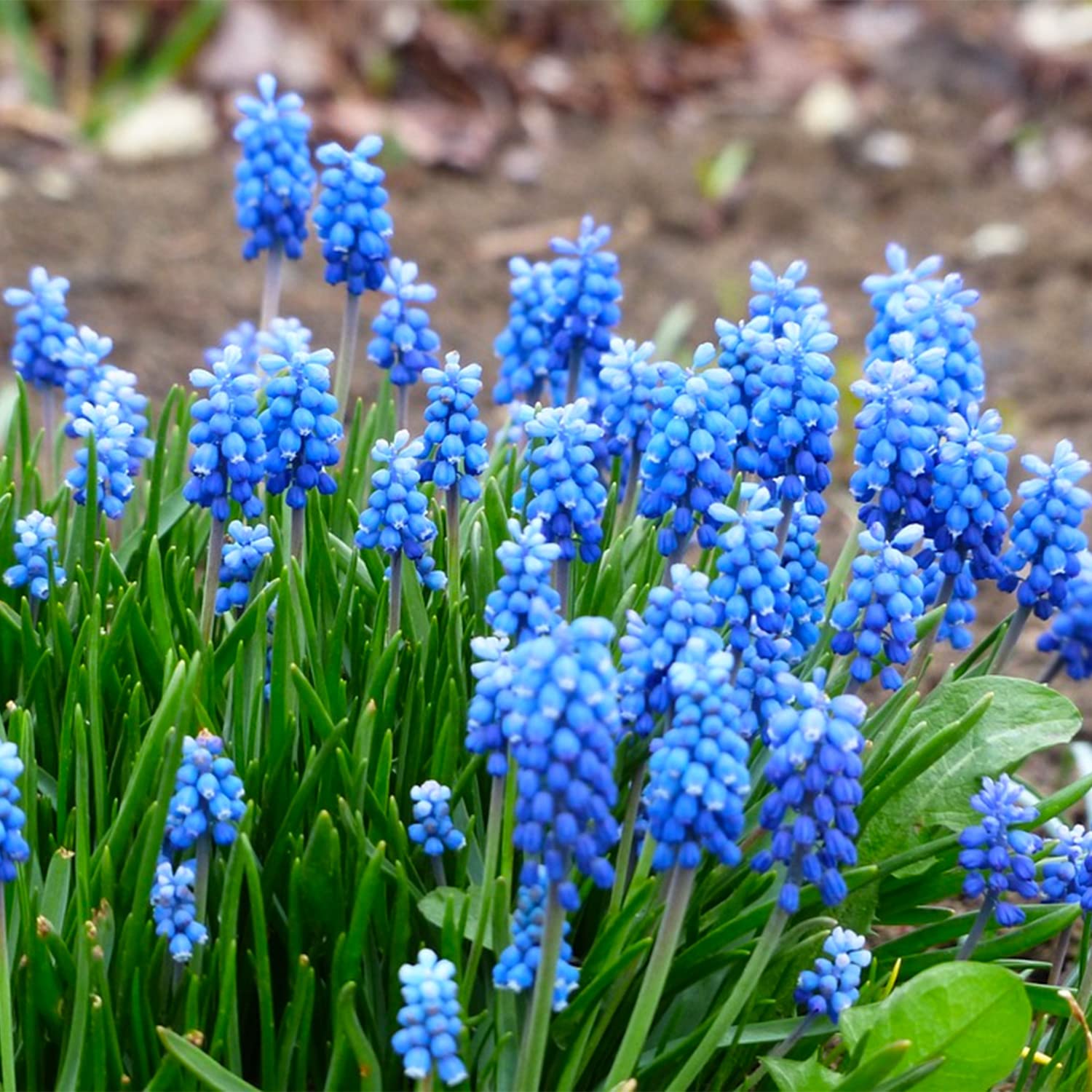 10 Grape Hyacinth Bulbs for Planting, Blue Grape Hyacinth Spring Flowering Bulbs, muscari Armeniacum Bulbs