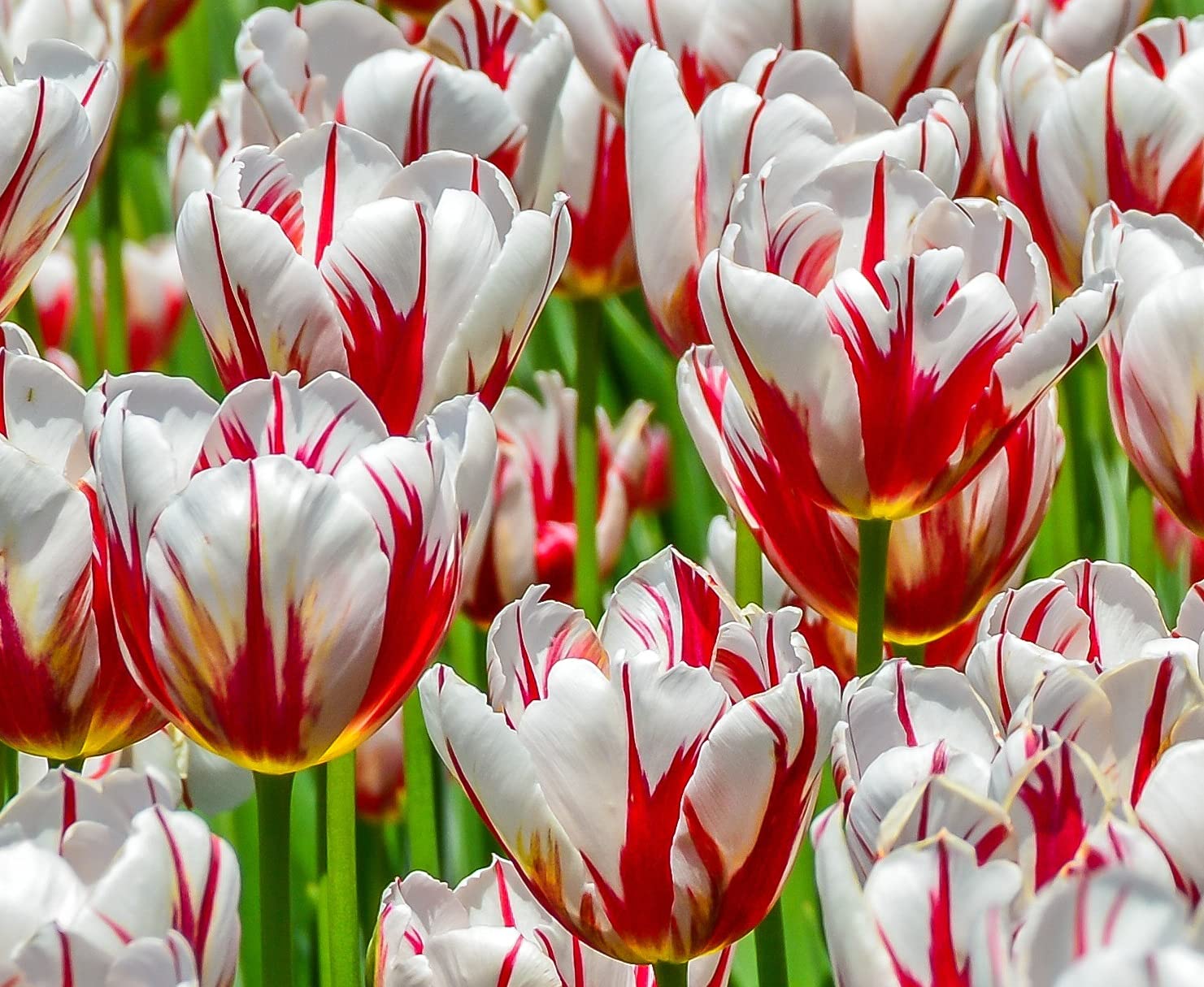 10 Rembrandt Tulip Bulbs for Planting - Easy to Grow - Stunning Red and White Tulips - Made in USA, Ships from Iowa