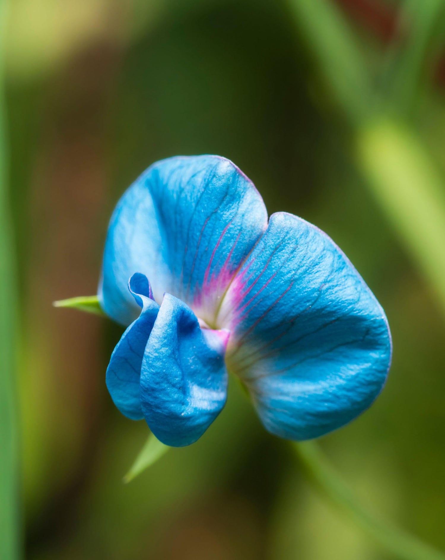 King TUT Pea Seeds for Planting (5 Rare Seeds) Azureus Blue Pea Vine