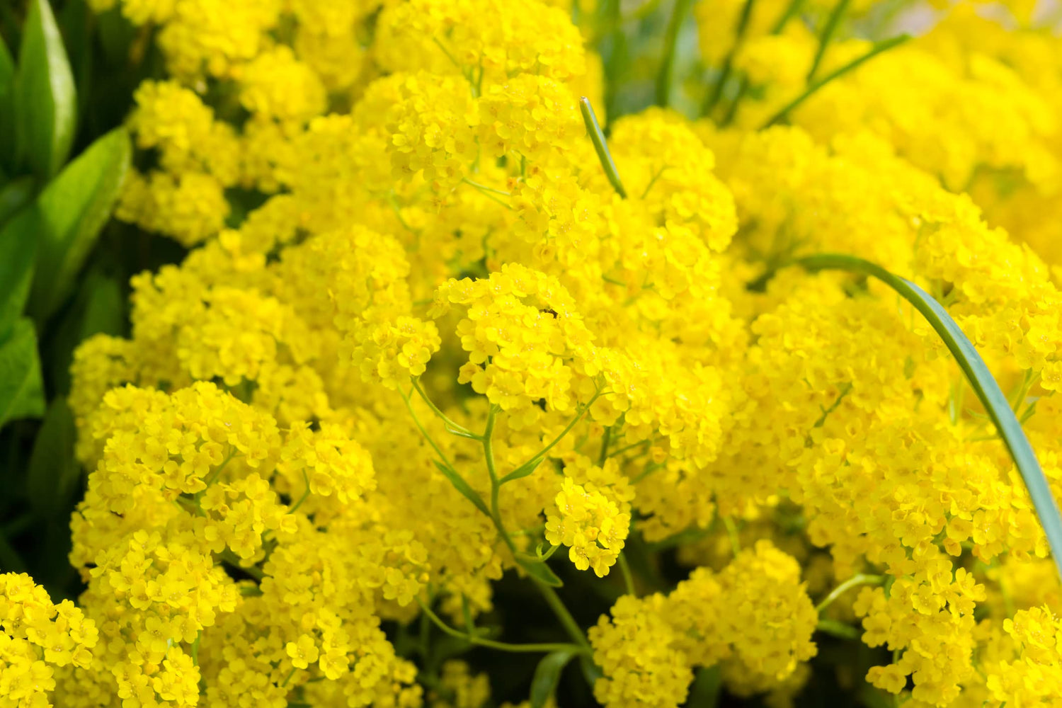 Basket of Gold Alyssum Seeds (100 Seeds) - Perennial Ground Cover Plant