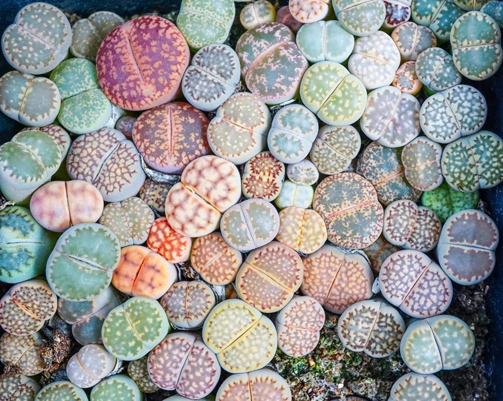 Lithops Living Stones 25 Mixed Plant Seeds - Ships from Iowa, USA