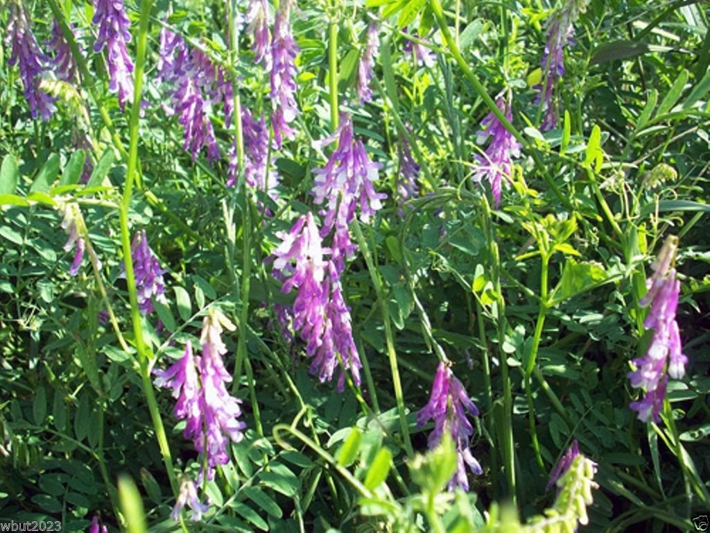 1000 Seeds Hairy Vetch Seeds, Used As a Cover Crop, Green Manure, Pasture, Silage, and Hay.