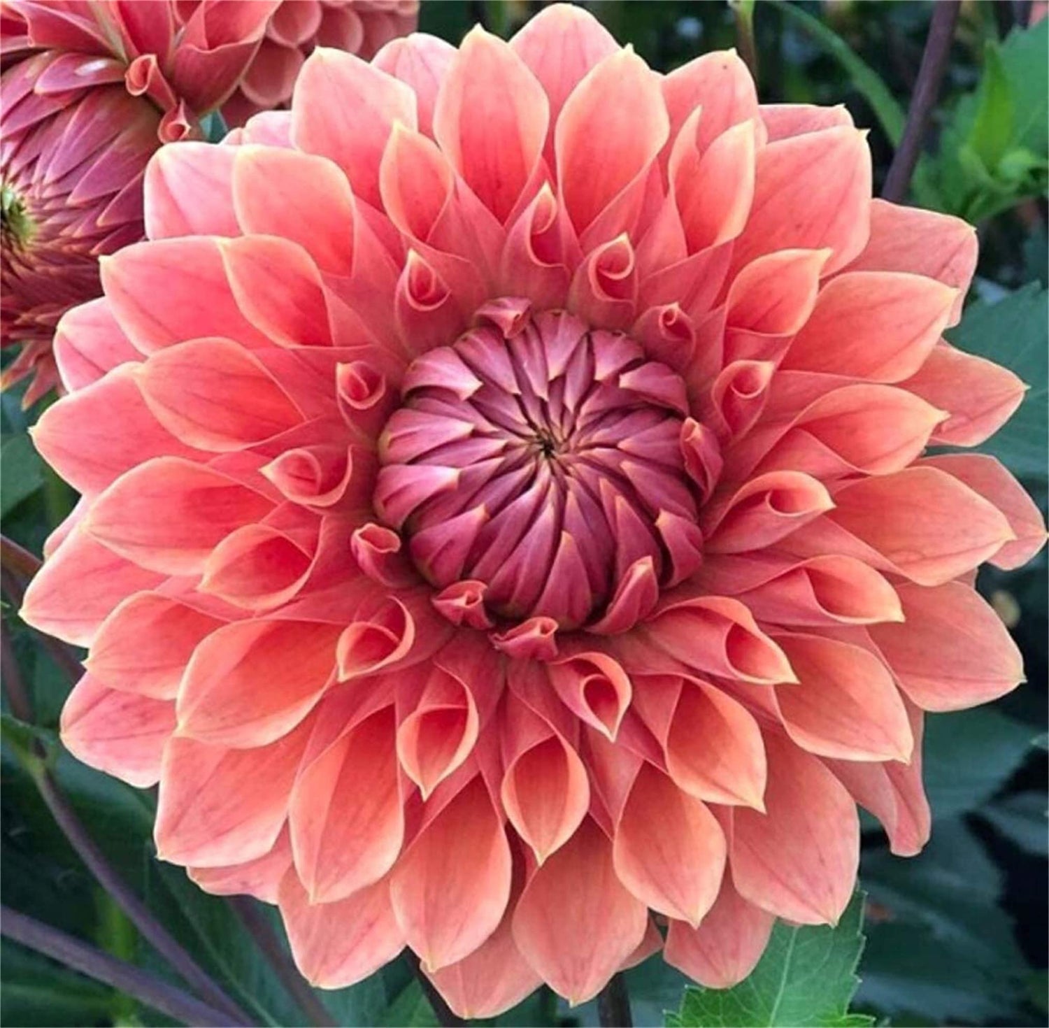 zellajake Rare Flower Seeds 100+ Pcs Dahlia Seeds Compound Petals Multi-Color Mixed