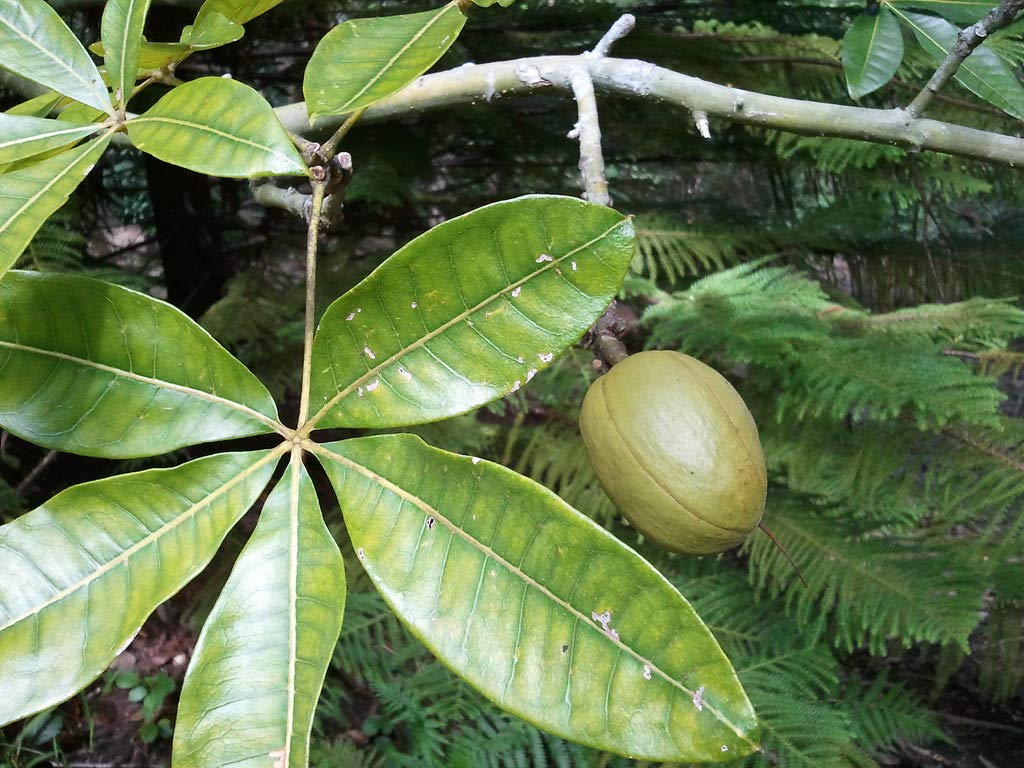 Good Fortune Tree Seeds for Planting - 6 Seeds - Water Chestnut Seeds for Planting. Bring Good Luck. Ship from Iowa, USA
