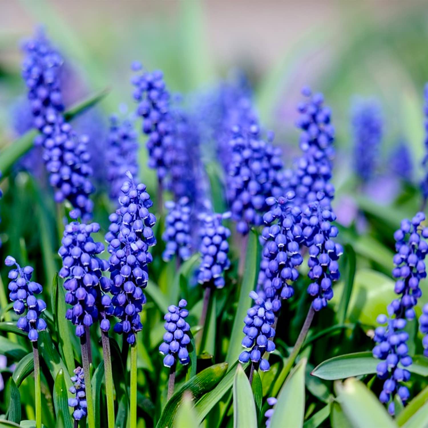10 Grape Hyacinth Bulbs for Planting, Blue Grape Hyacinth Spring Flowering Bulbs, muscari Armeniacum Bulbs