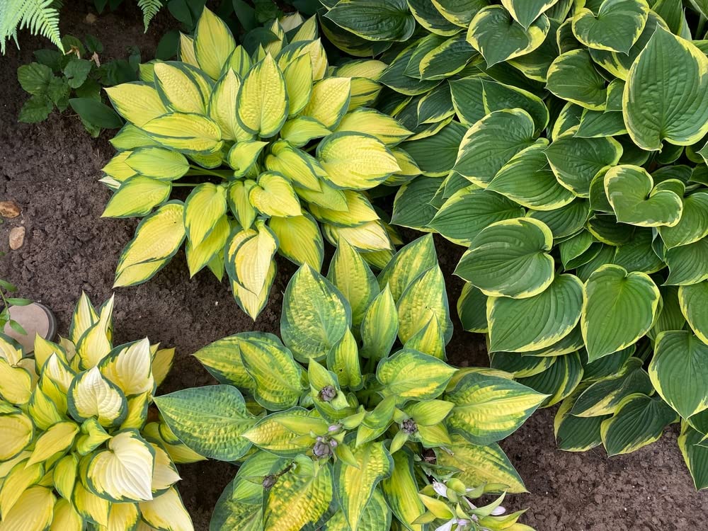 Mixed Hosta Plant Roots for Growing - Gardners Mix