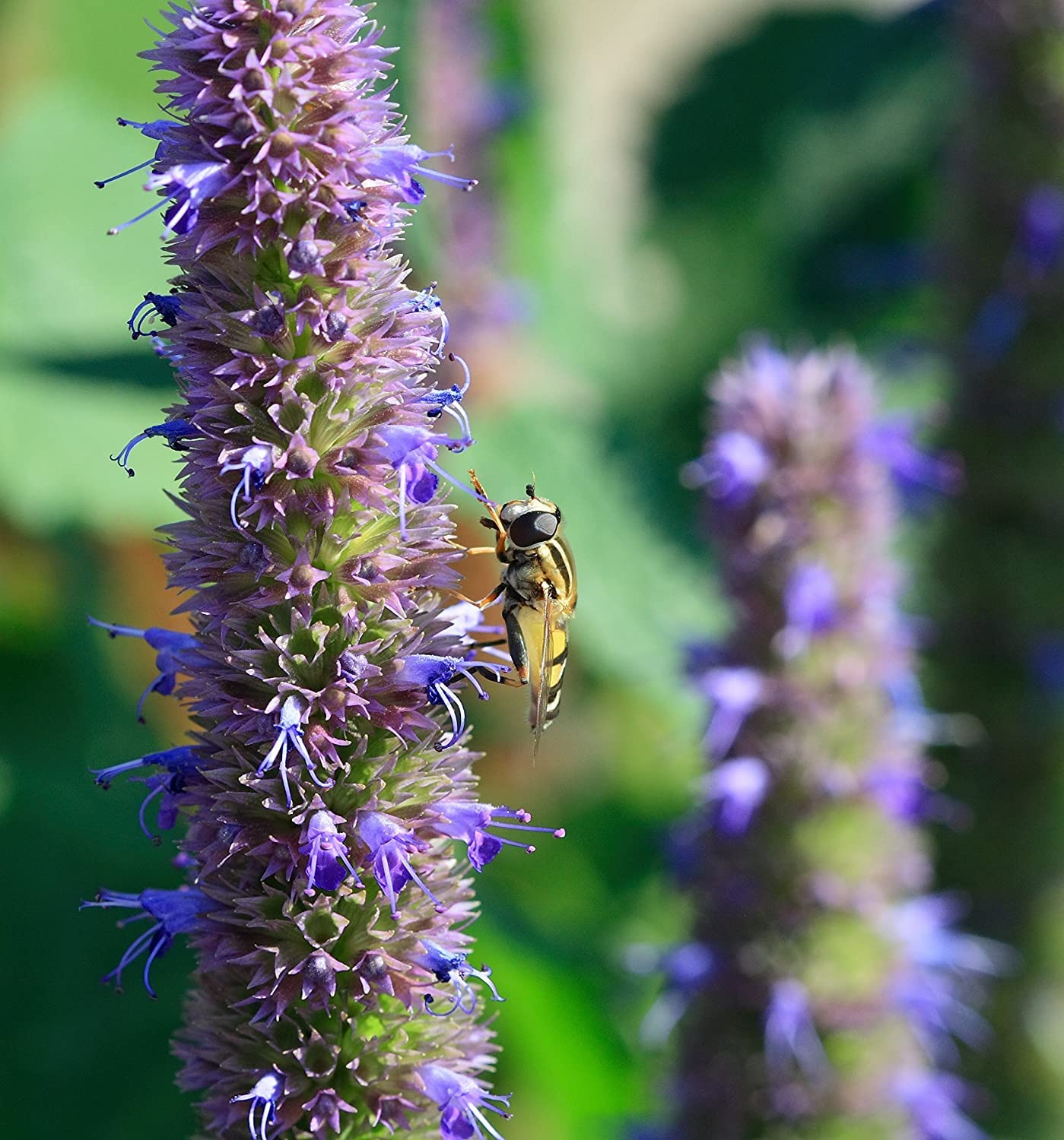 Anise Hyssop Seeds for Planting (200 Seeds) Stunning Wildflowers - Agastache foeniculum