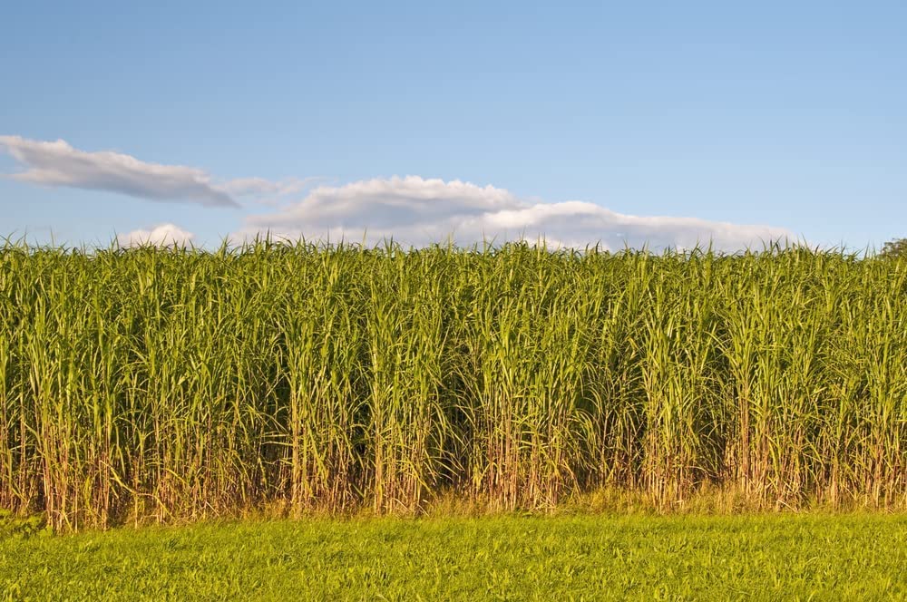 Switchgrass Seeds (2 Pounds) for Planting - Fast Growing Prairie Grass