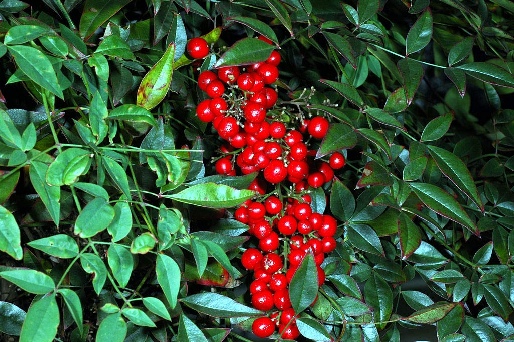 1 oz Seeds (Approx 862 Seeds) of Nandina domestica, Heavenly Bamboo