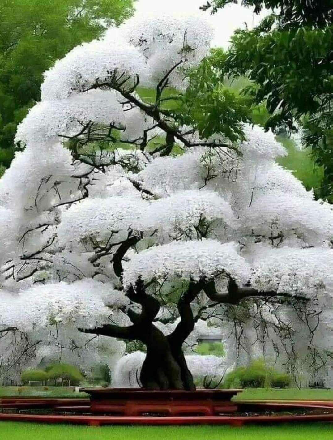 White Flowering Cherry Tree Seeds for Planting - 10 Seeds