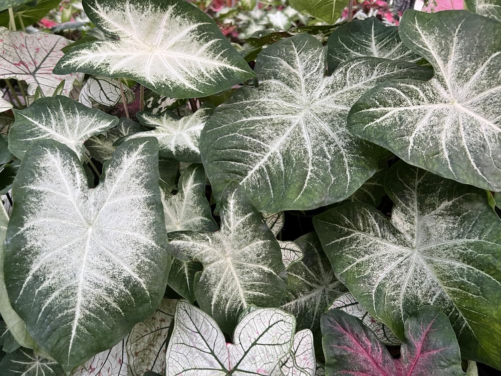 Aaron Caladium Bulbs for Planting - Perennial Hosta, Elephant Ears, Fancy