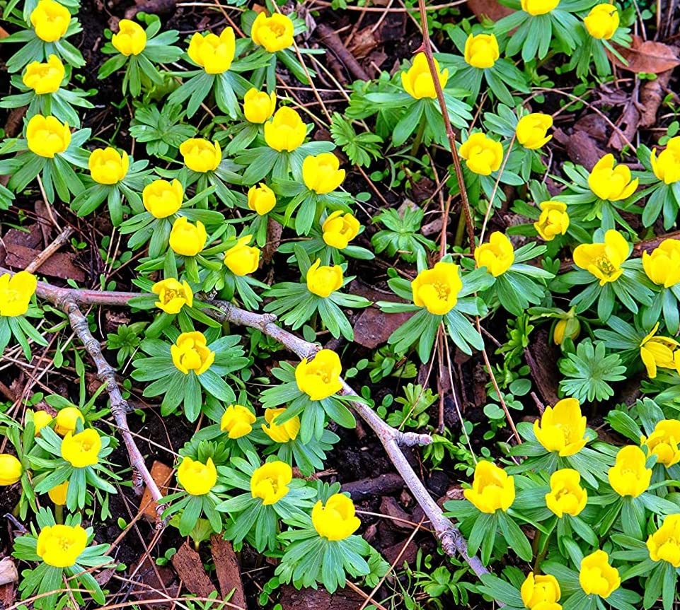 Winter Buttercup Bulbs for Planting - Eranthis Cilicica