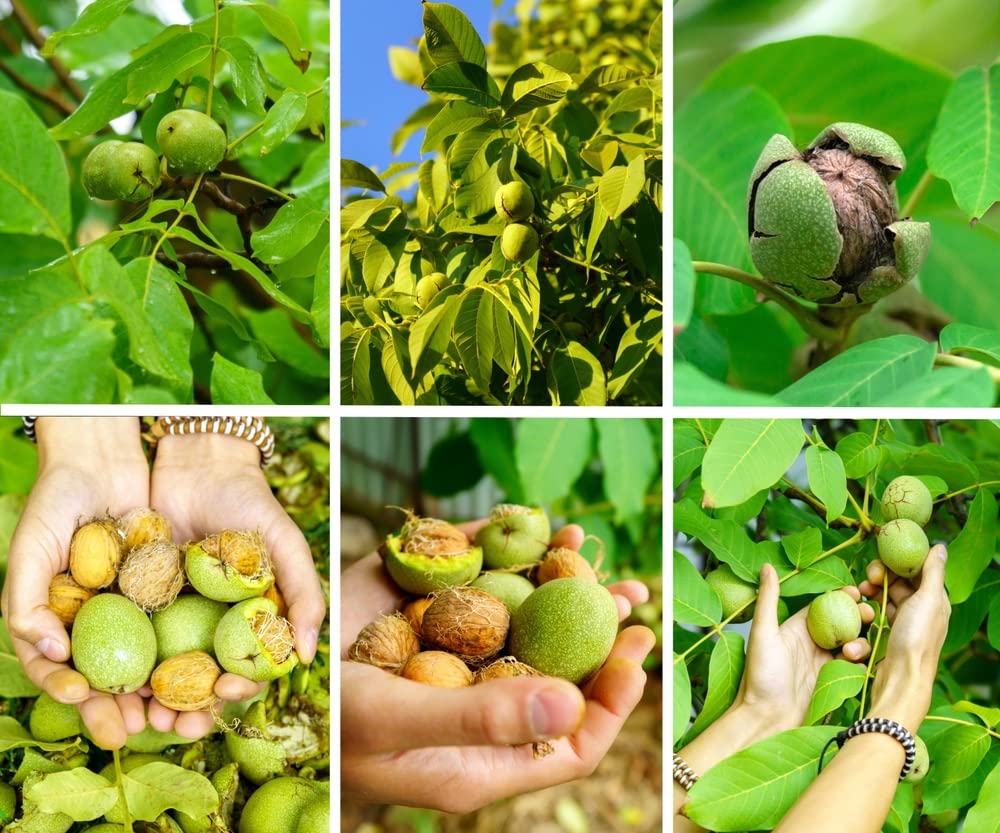 Carpathian Walnut Tree Seedlings for Planting - English Walnut, Juglans regia - No Ship to California