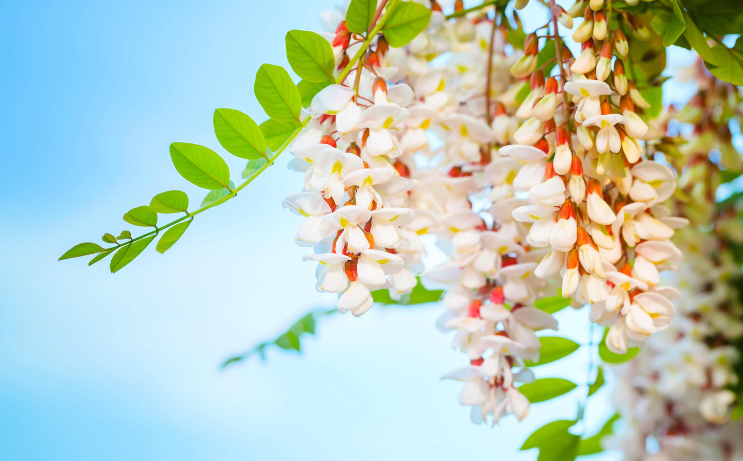 100 Flowering Black Locust Tree Seeds for Planting - Robinia pseudoacacia