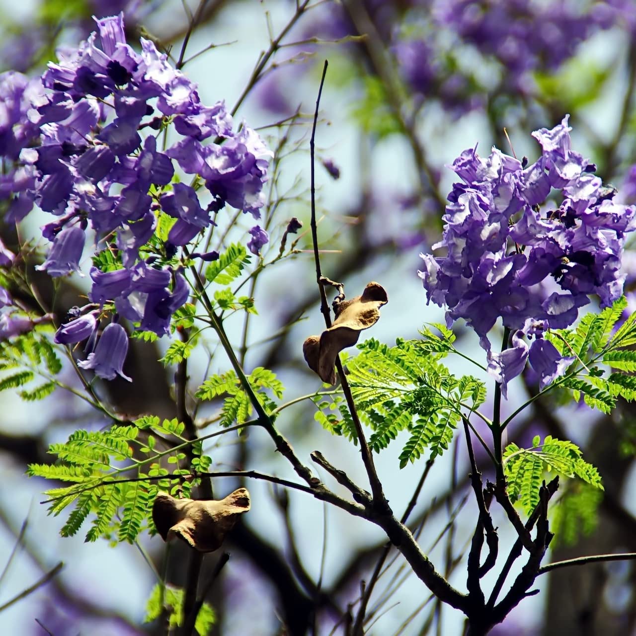 Blue Purple Jacaranda Jacaranda Mimosifolia Tree Shrub Heirloom 30 Bulk Seeds