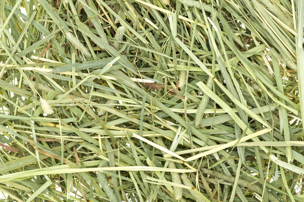 CZ Grain All Natural Timothy Hay for Pet Guinea Pigs, Rabbits & Other Small Animals (8 Pounds)
