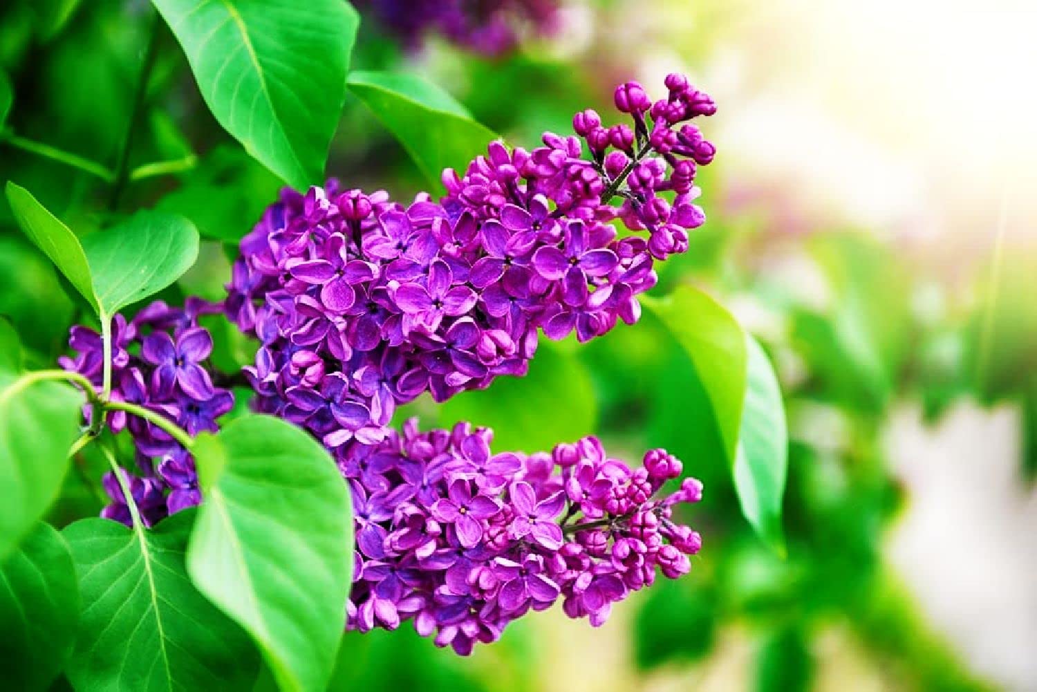 Purple Lilac Seeds for Planting - 25 Pcs Seeds - Stunning Purple Flowers, Great for Landscaping or Bonsai