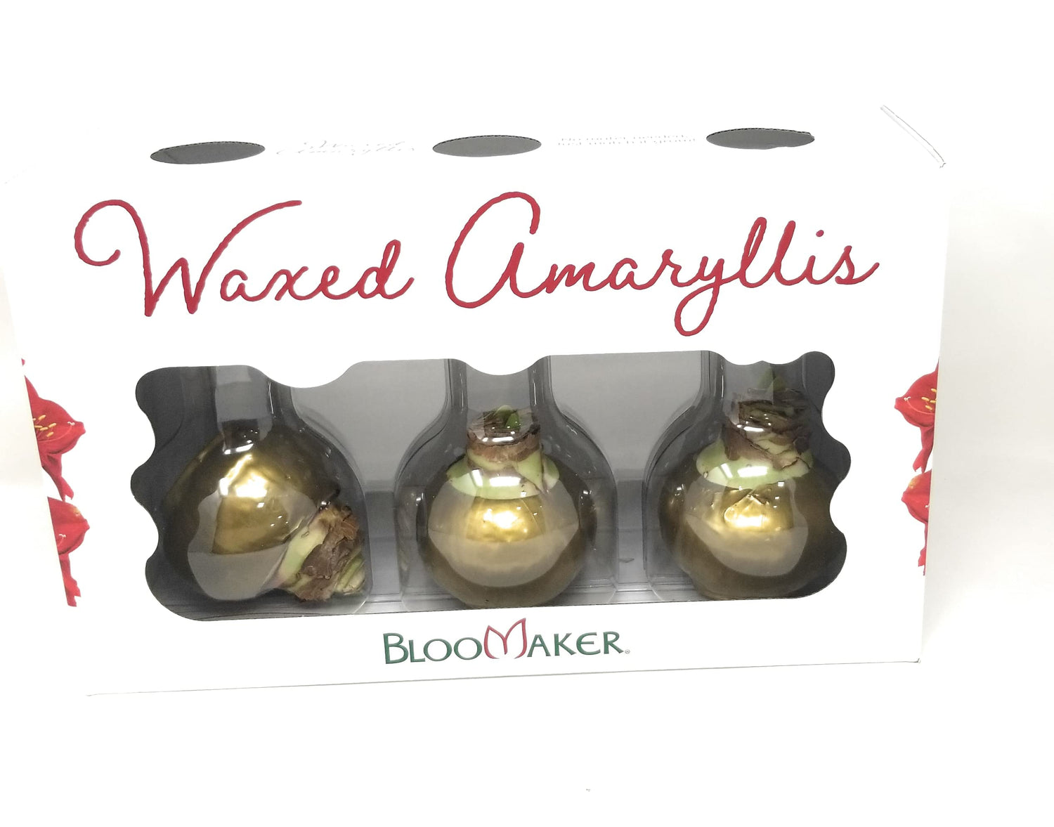 Bloomaker Gold Waxed Amaryllis 3 Pack