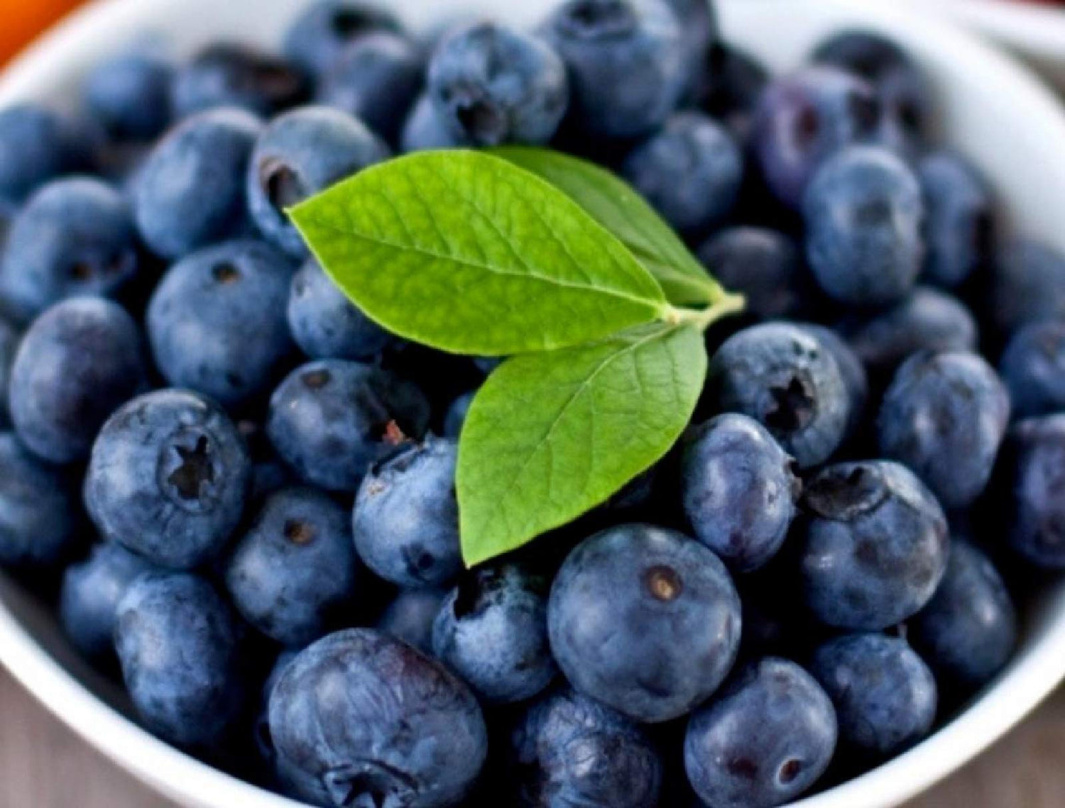 zellajake 50+Blueberries Seeds Heirloom Plants Berry Seeds Home Garden Bonsai
