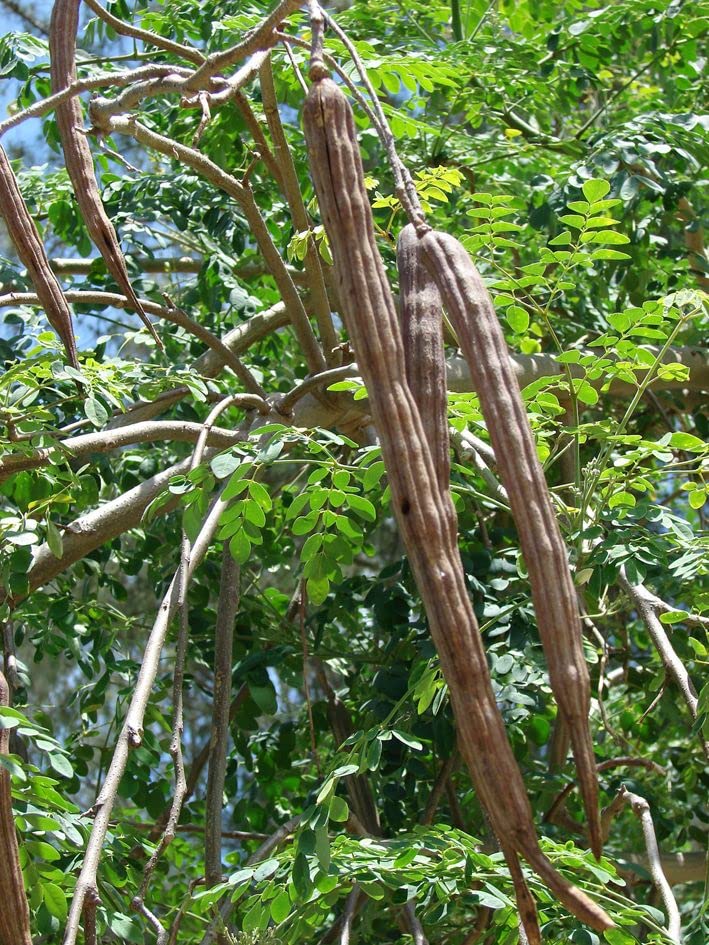 ENDLESS FOREST FARMS 25+ Seeds The Tree of Life - The Moringa Tree Easy to Grow, Fast Growing Tree