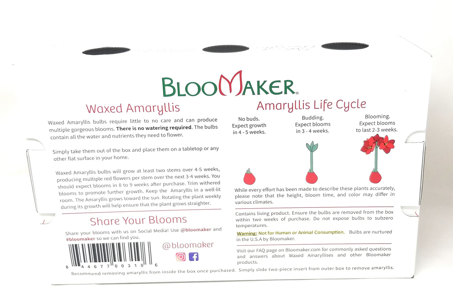 Bloomaker Gold Waxed Amaryllis 3 Pack