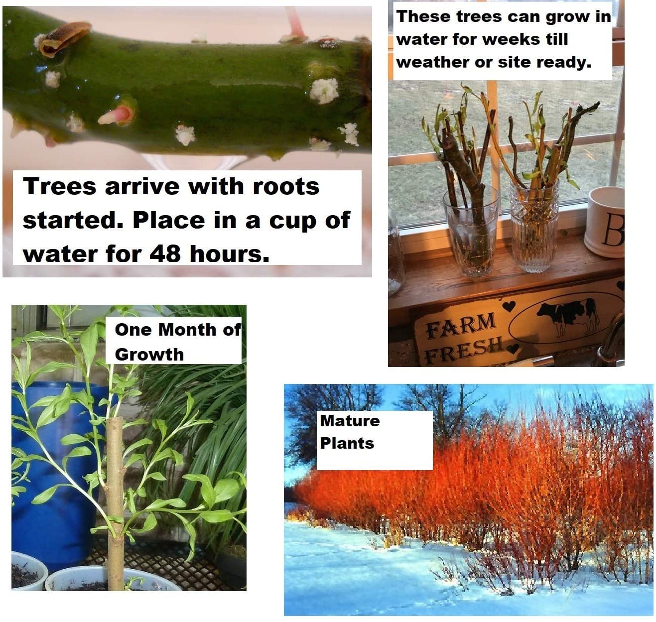 2 Flame Willow Tree Cuttings - Vibrant Orange and Red Bark - Unique Trees to Grow