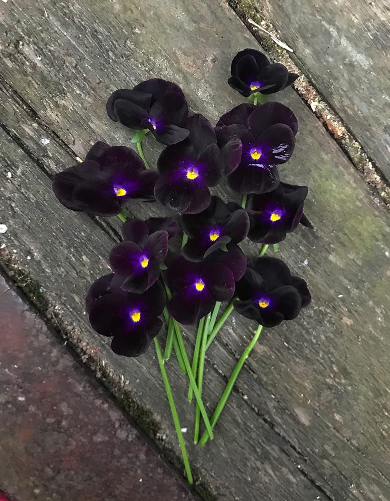 Black Pansy Seeds - 100+ Seeds - Grow Stunning Black Pansies - Made in USA