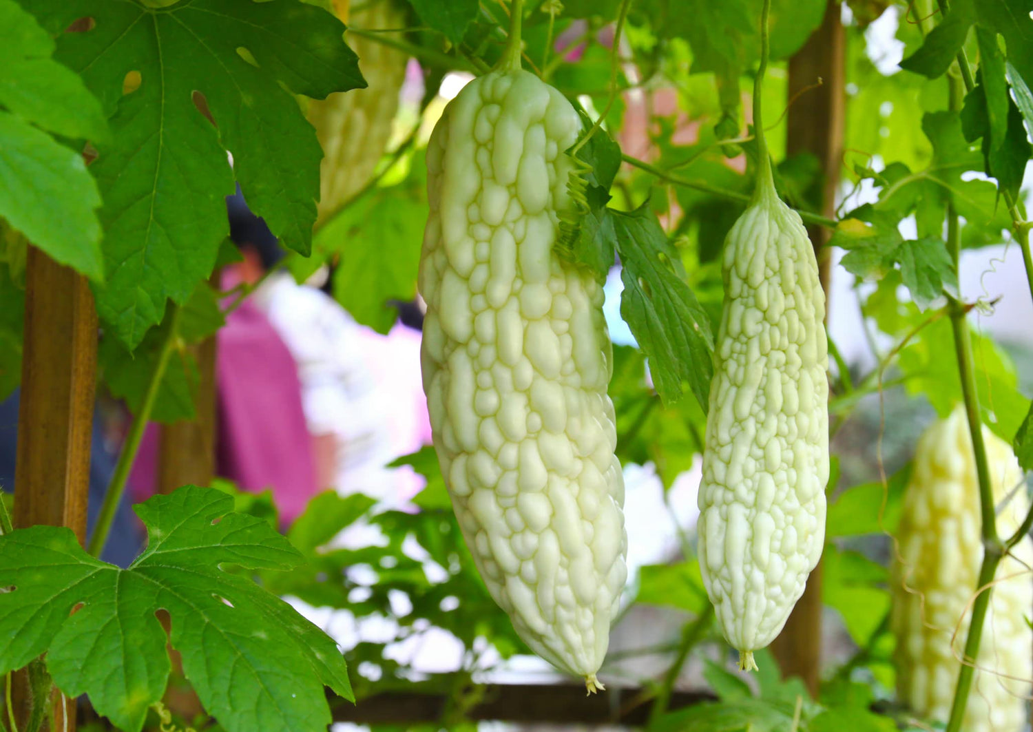 Exotic White Bitter Gourd Seeds for Planting - 6 Seeds - Rare and Hard to Find. Ships from Iowa, USA