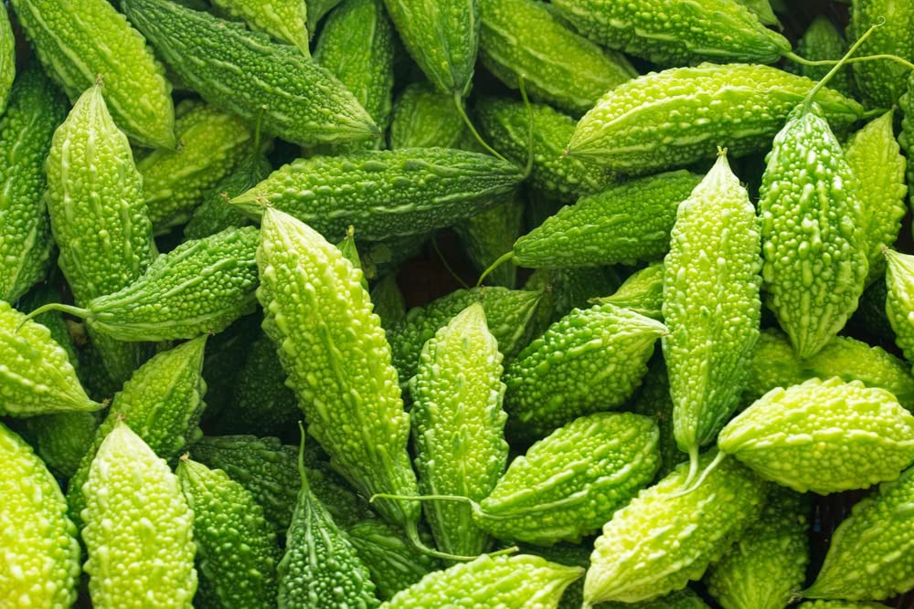 Green Bitter Gourd Vine Seeds for Planting - 10 Seeds - Rare and Hard to Find. Ships from Iowa, USA