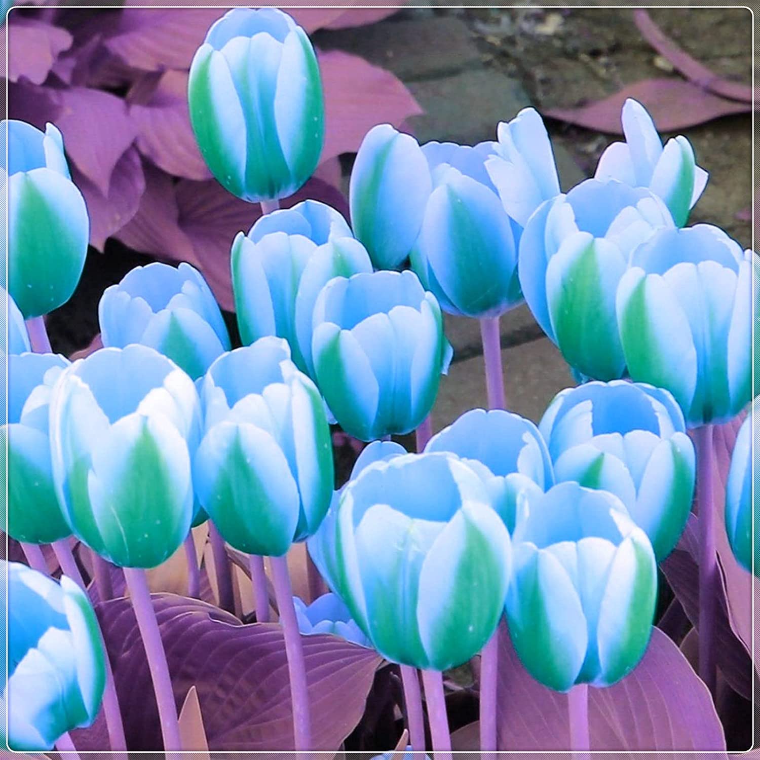 10 Green and White Tulip Bulbs - Ships from Iowa, USA - Rare Green Tulips