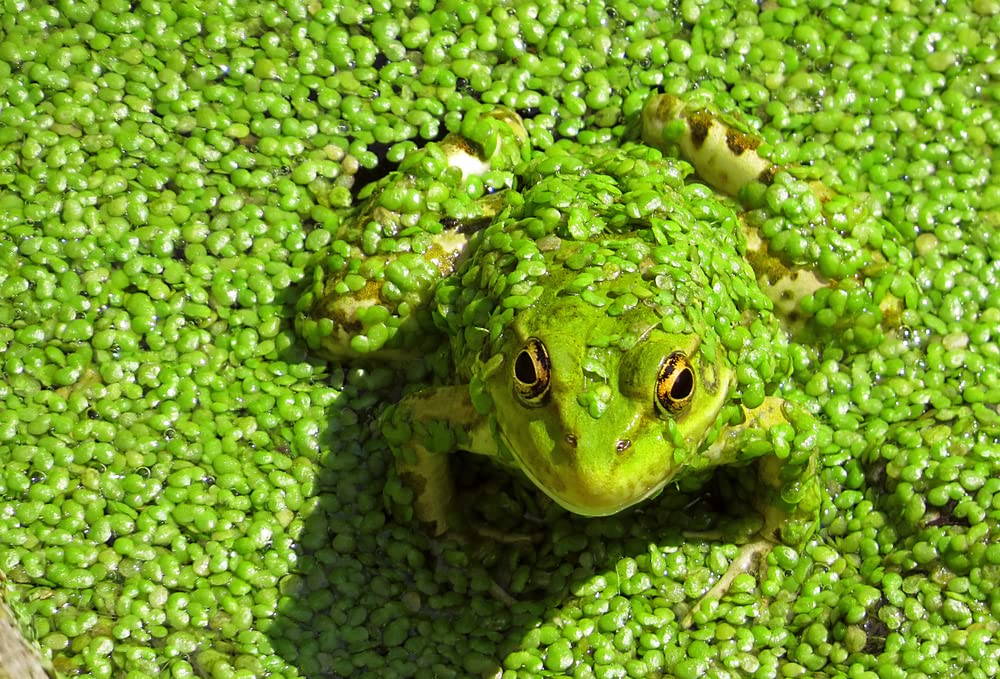 Duckweed Plants (Lemna Minor) - Use in Aquarium, Koi Pond, Aquascape