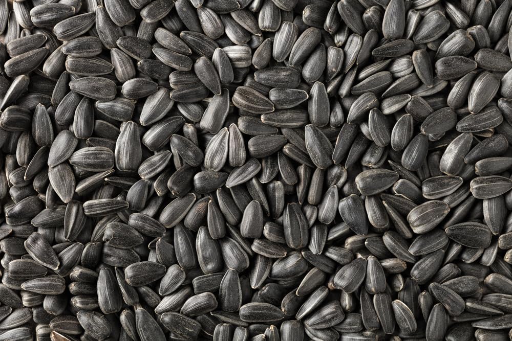 Wild Bird Food, Black Oil Sunflower Seeds - Great for Songbirds, Finch, Cardinals (5 Pounds)