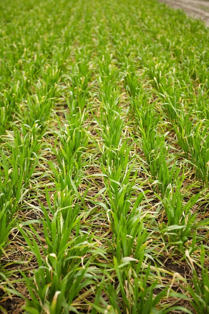 12 Ounces Winter Rye Seeds for Planting