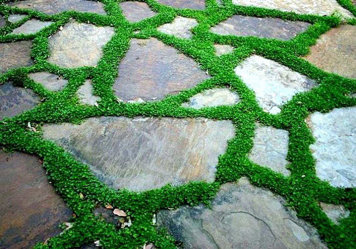 Dichondra Ground Cover Seeds (Dichondra Repens) 100 Seeds