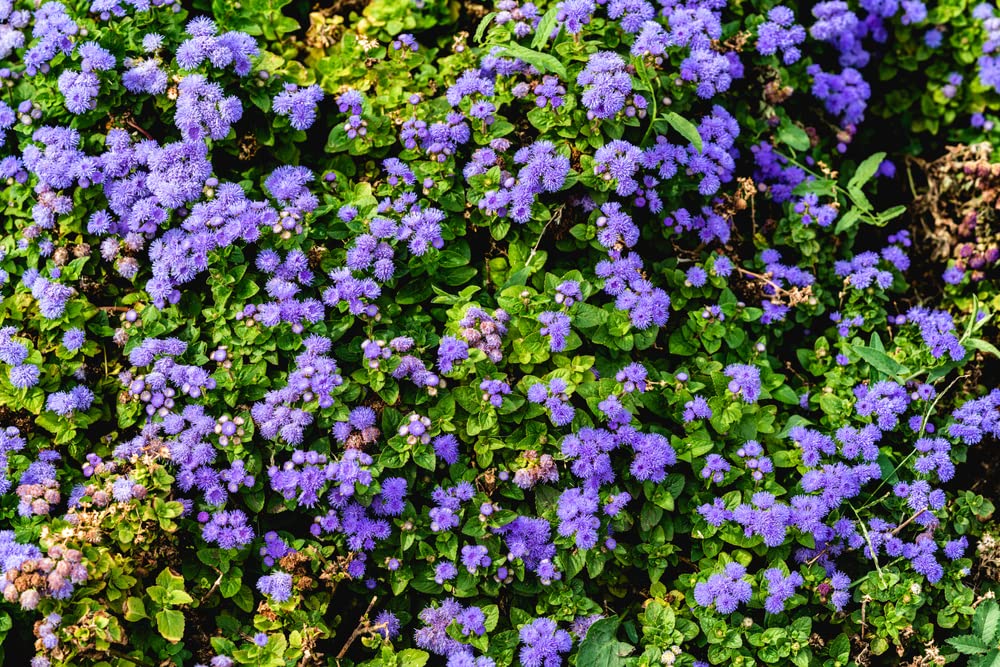 200+ Globe Gilia Seeds for Planting - Beautiful Annual Wildflower