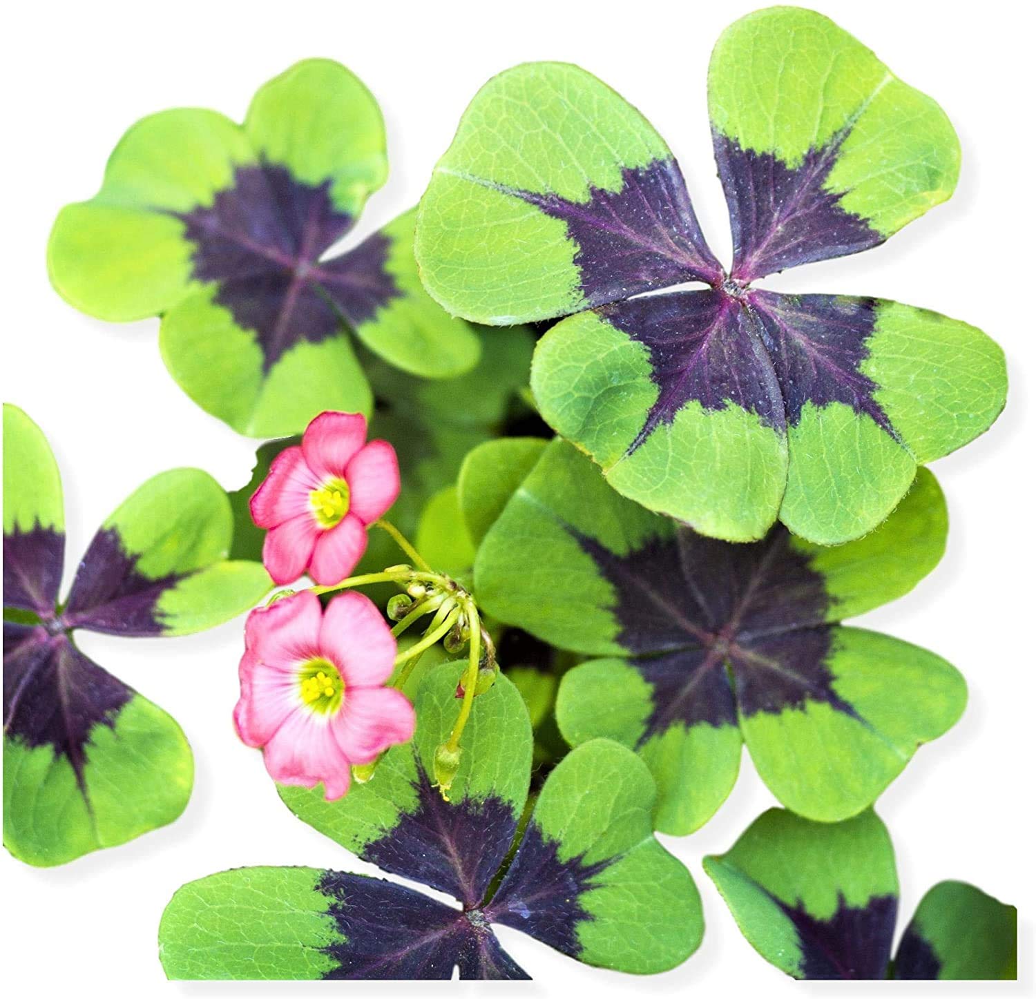 Iron Cross Shamrock Bulbs - 5 Bulbs to Plant - Good Luck Plant - Fast Growing Year Round Color Indoors or Outdoors - Oxalis Shamrock Bulbs - Ships from Iowa, Made in USA