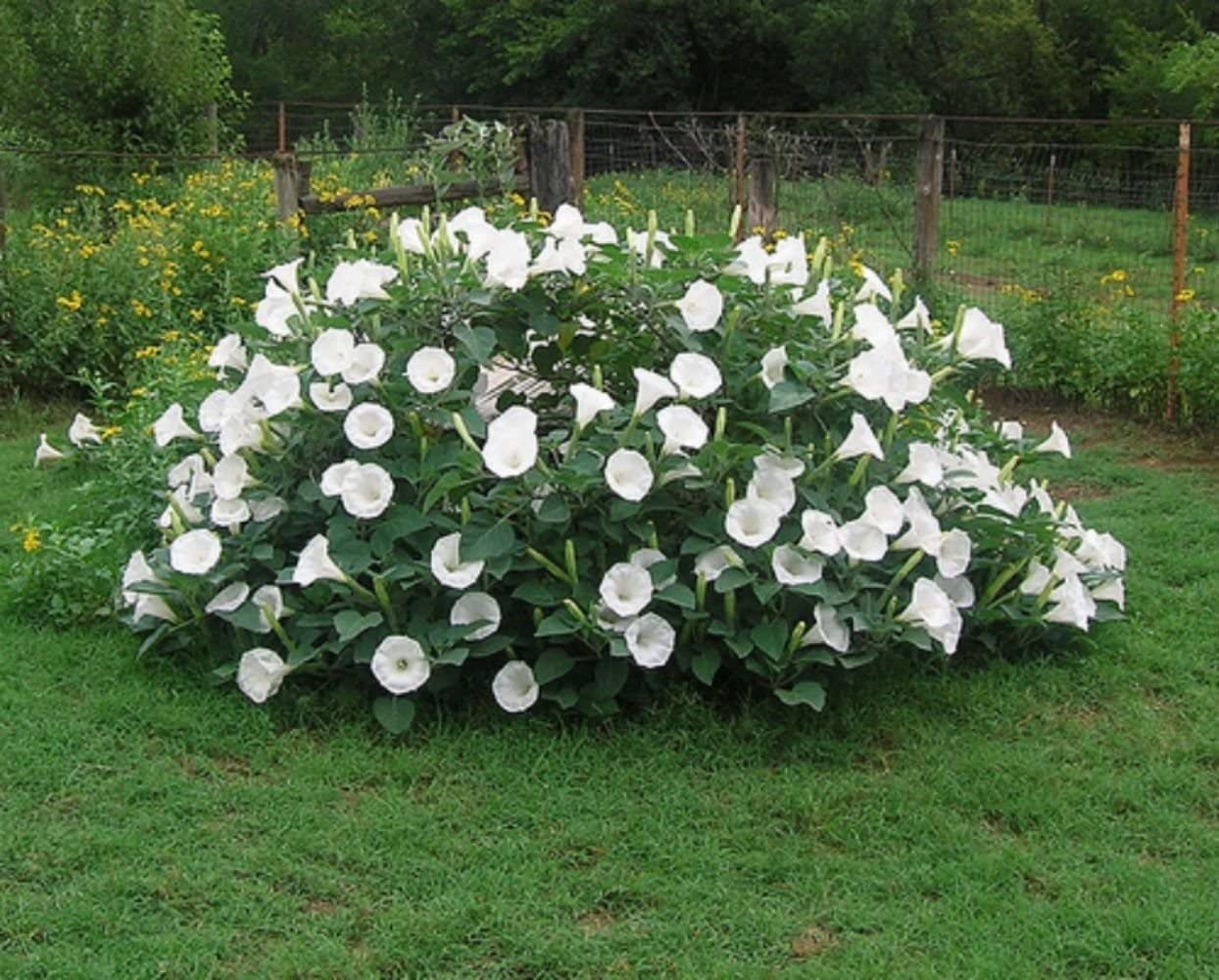 Moonflower Seeds for Planting - Night Blooming Sunflower