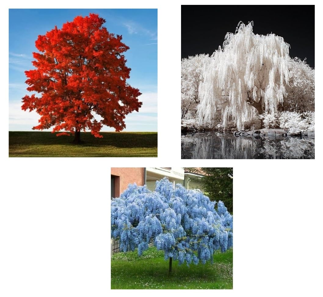 Patriotic Tree Seedlings Packet - Red, White, Blue Colors - Red Maple, White Willow, Blue Wisteria
