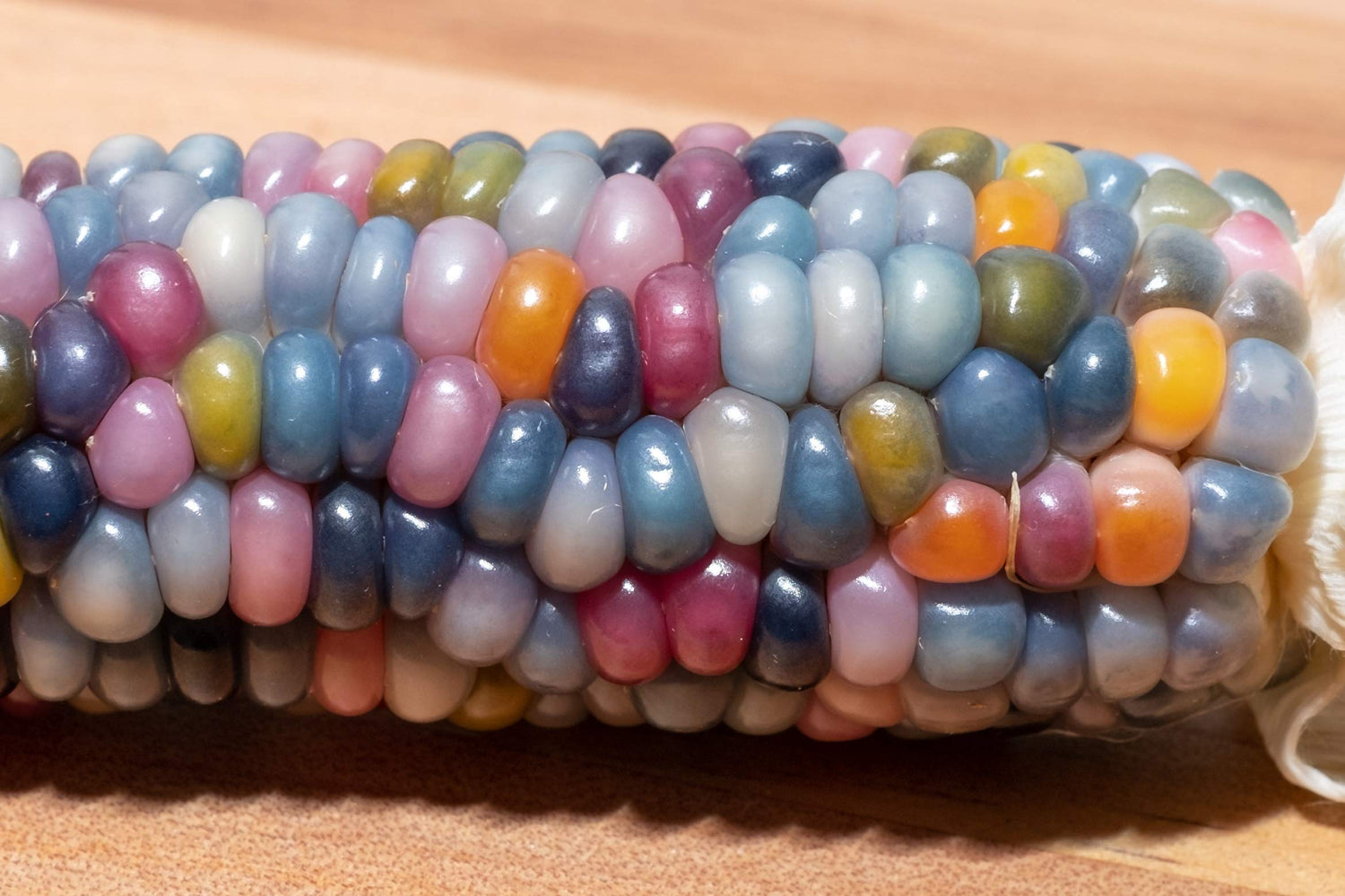 Rare Glass Gem Indian Corn Seeds - 40+ Seeds - Vibrant Translucent Kernels - Grown in Iowa - A Must Have!