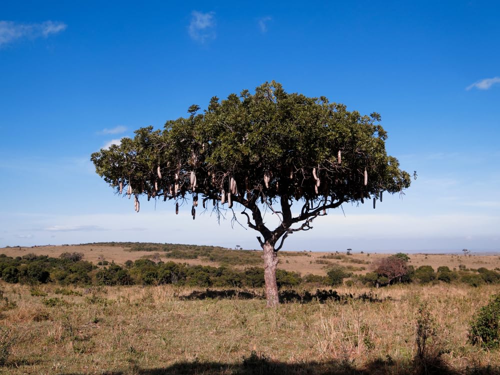 10 Sausage Tree Seeds for Planting - Kigelia africana