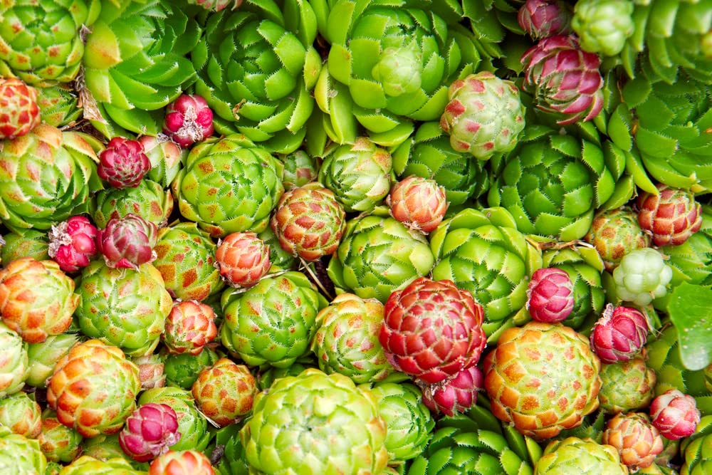 Hen's and Baby's Succulent Seeds for Planting (200 Seeds)